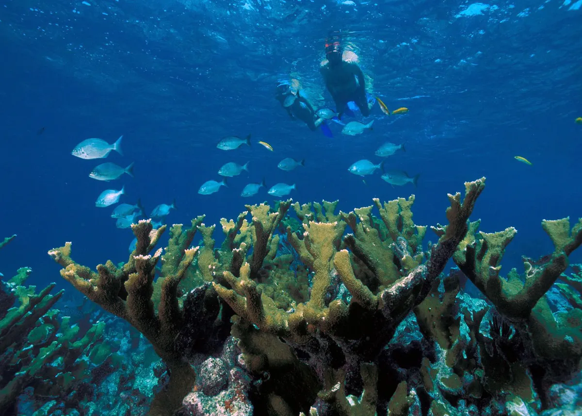 Shallow coral reef and tropical fish over the Key Largo Dry Rocks formation near the statue site