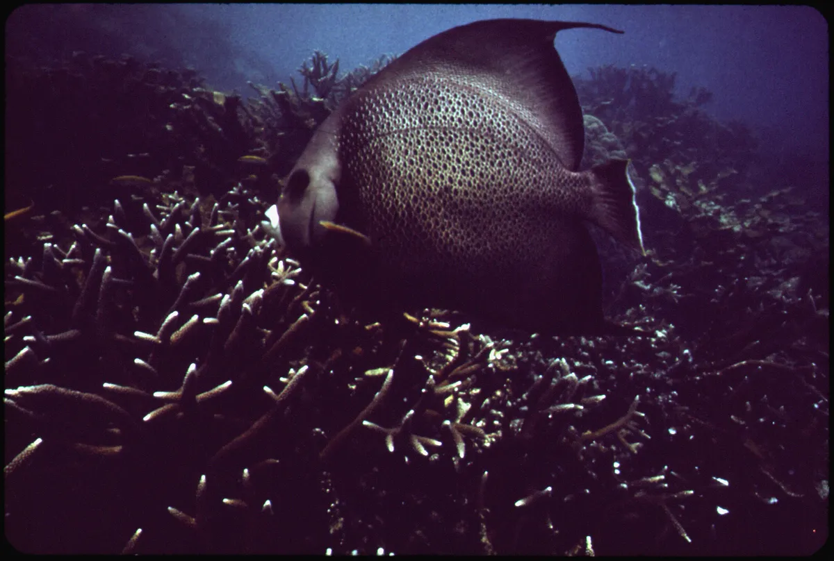 Schools of tropical fish swimming over coral on a Florida Keys reef