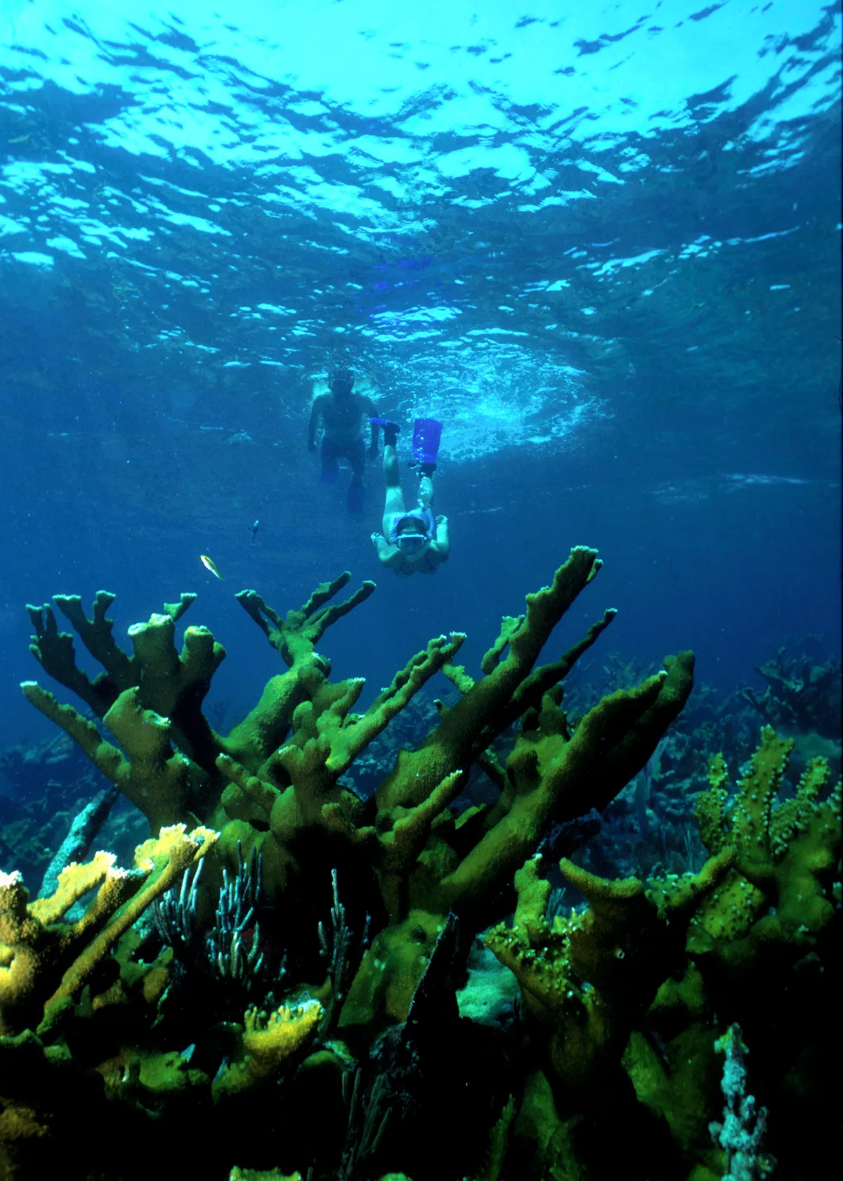 Snorkelers floating over coral reef in clear turquoise water on a two-reef Key Largo snorkeling tour in the Florida Keys
