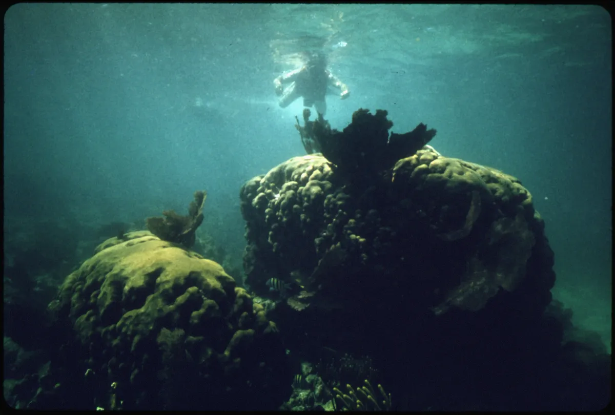 Snorkeler drifting over living coral in clear water near Key Largo, on a private four-hour snorkel charter